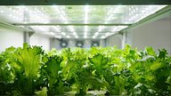 Vertical Farming 