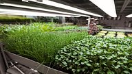 Growing Food in Urban Spaces